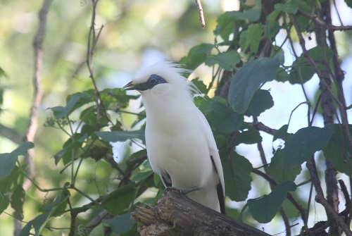 Bali Myna