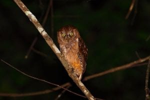 Pemba Scops Owl