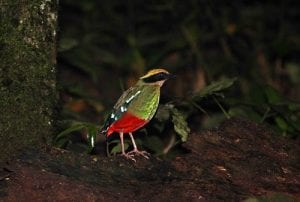 Pitta de pecho verde