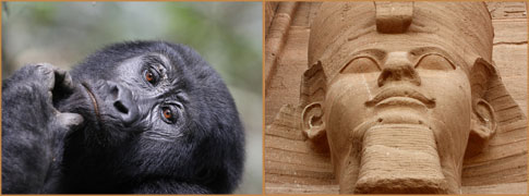 Mountain Gorilla female by Jonathan Rossouw (Uganda) and Abu Simbal temple detail by Markus Lilje (Egypt)
