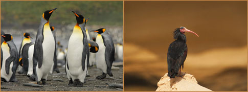 King Penguins av Markus Lilje (Sydgeorgien) och Northern Bald Ibis av Adam Riley (Marocko)