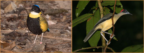 Den kritisk truede Gurney&#39;s Pitta af Niels Poul Dreyer og Grey-necked Rockfowl af Matthew Matthiessen