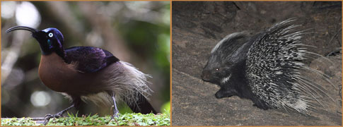 Brown Sicklebill by David Hoddinott taken on a 2010 Papua New Guinea tour and Southern Porcupine by Markus Lilje