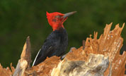 Tours de observación de aves