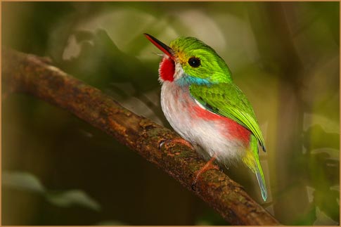 Cubaanse Tody door Matthew Matthiessen (Cuba)