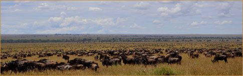 The Serengeti wildebeest migration by Rainer Summers (Tanzania)