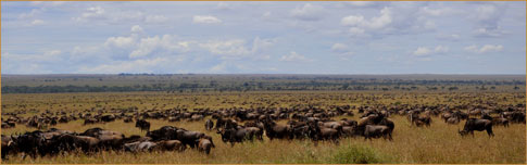 De migratie van de Serengeti-gnoes door Rainer Summers (Tanzania)