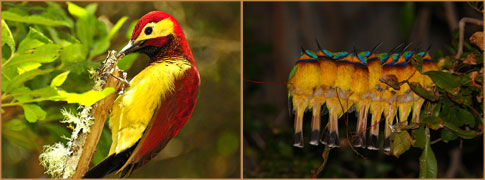 Crimson-mantled Woodpecker by Daniel Uribe (Colombia) and roosting Blue-breasted Bee-eaters by Matthew Matthiessen (Ethiopia)