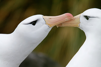 Et rugende par sortbrynede albatrosser af Marius Coetzee