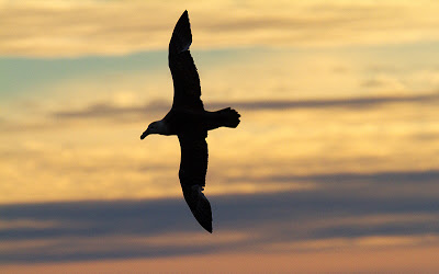 Silueta del petrel gigante del sur por Marius Coetzee