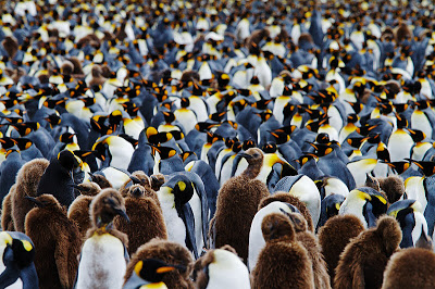 A tiny portion of the Salisbury Plain King Penguin colony by Marius Coetzee