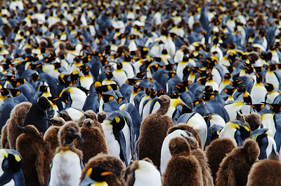 En lillebitte del af Salisbury Plain King Penguin-kolonien af ​​Marius Coetzee