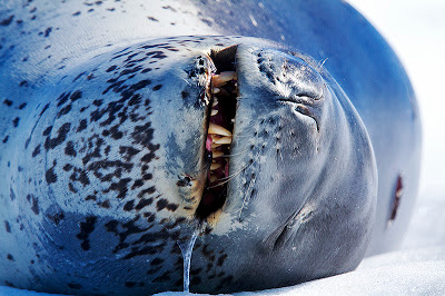 Foca leopardo sobre hielo de Marius Coetzee