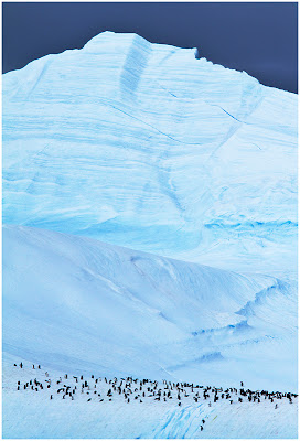 Manchots Adélie sur glace par Marius Coetzee