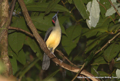 Grey-necked Rockfowl, Korup National Park Cameroon by Markus Lilje