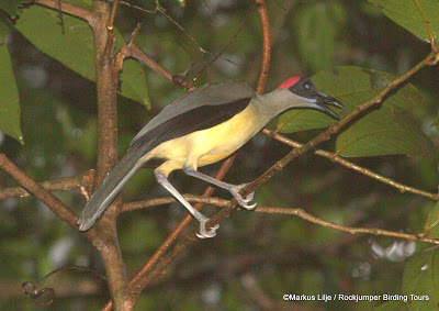 Gallinero de cuello gris, Parque Nacional Korup Camerún por Markus Lilje