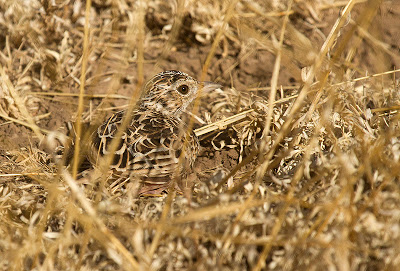 Heteromirafra Lark (art som ännu inte har fastställts), Jijiga Etiopien av David Hoddinott 