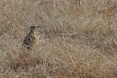 Rudd&#39;s Lark, Wakkerstroom, Zuid-Afrika door Glen Valentine