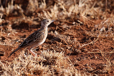 Sidamo (of Liben) Lark, Liben Plains Ethiopië door Jacqueline Probst