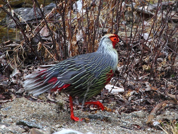 Faisan de sang par Glen Valentine