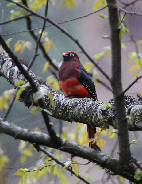 Trogon de Ward par Glen Valentine