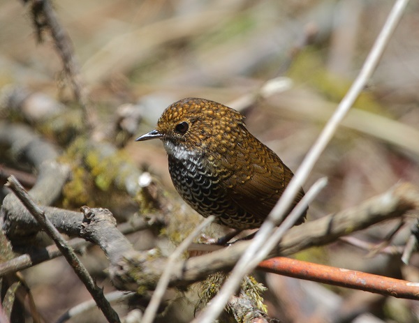 Scaly-breasted Wren-Babbler av Glen Valentine