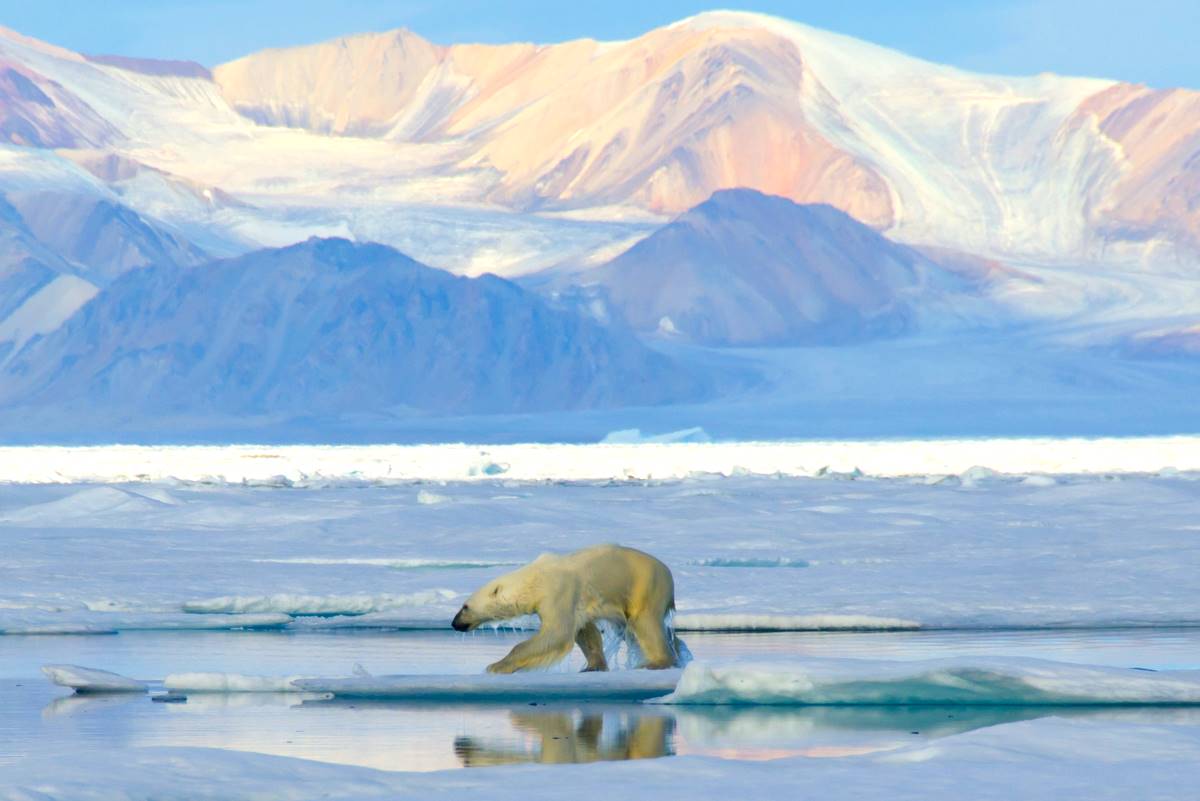 Polar Bear by Boris Wise