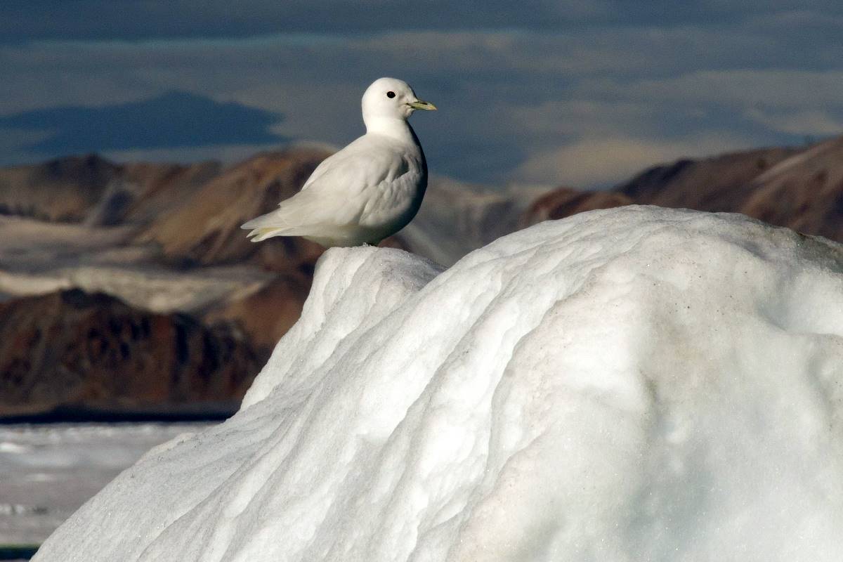 Ivory Gull by Boris Wise