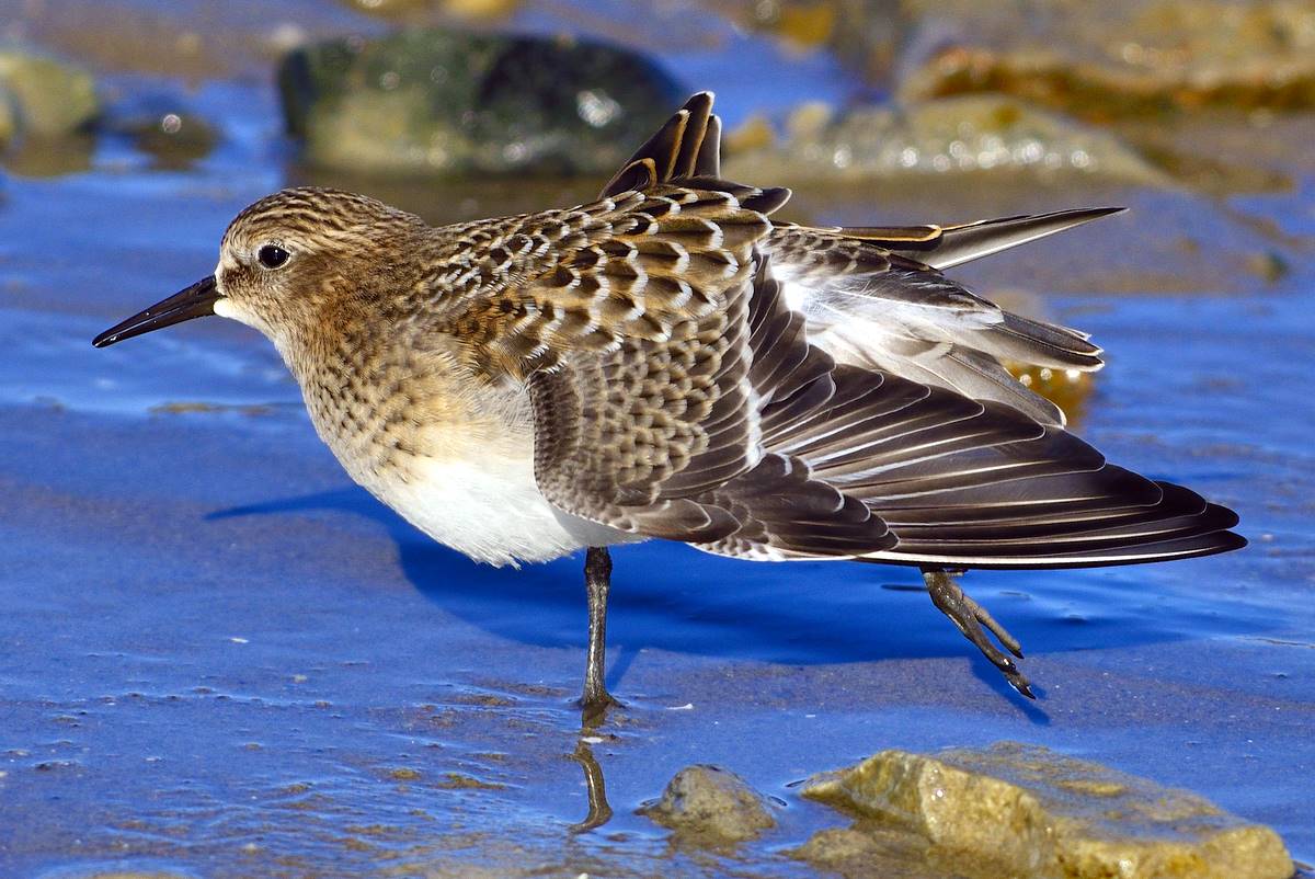 Baird&#39;s Sandpiper af Tony Beck