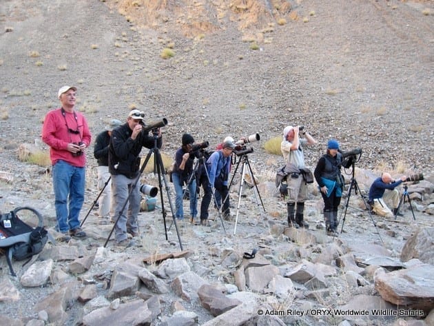 Snow Leopard hunt