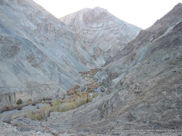 Snow Leopard hunt