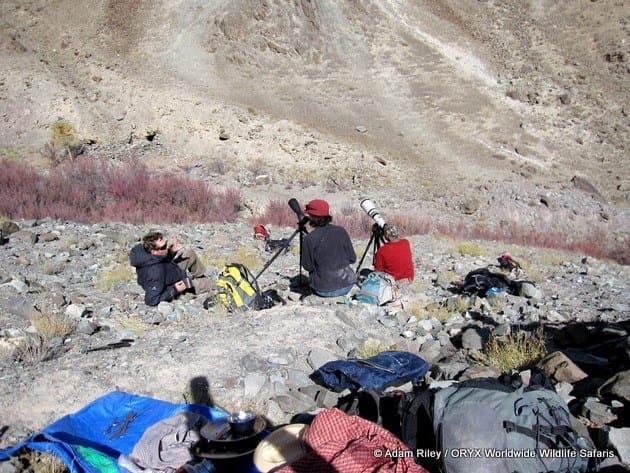 Snow Leopard hunt