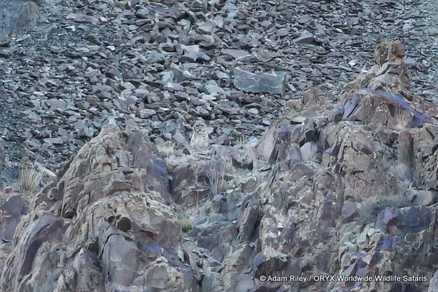 Chasse au léopard des neiges