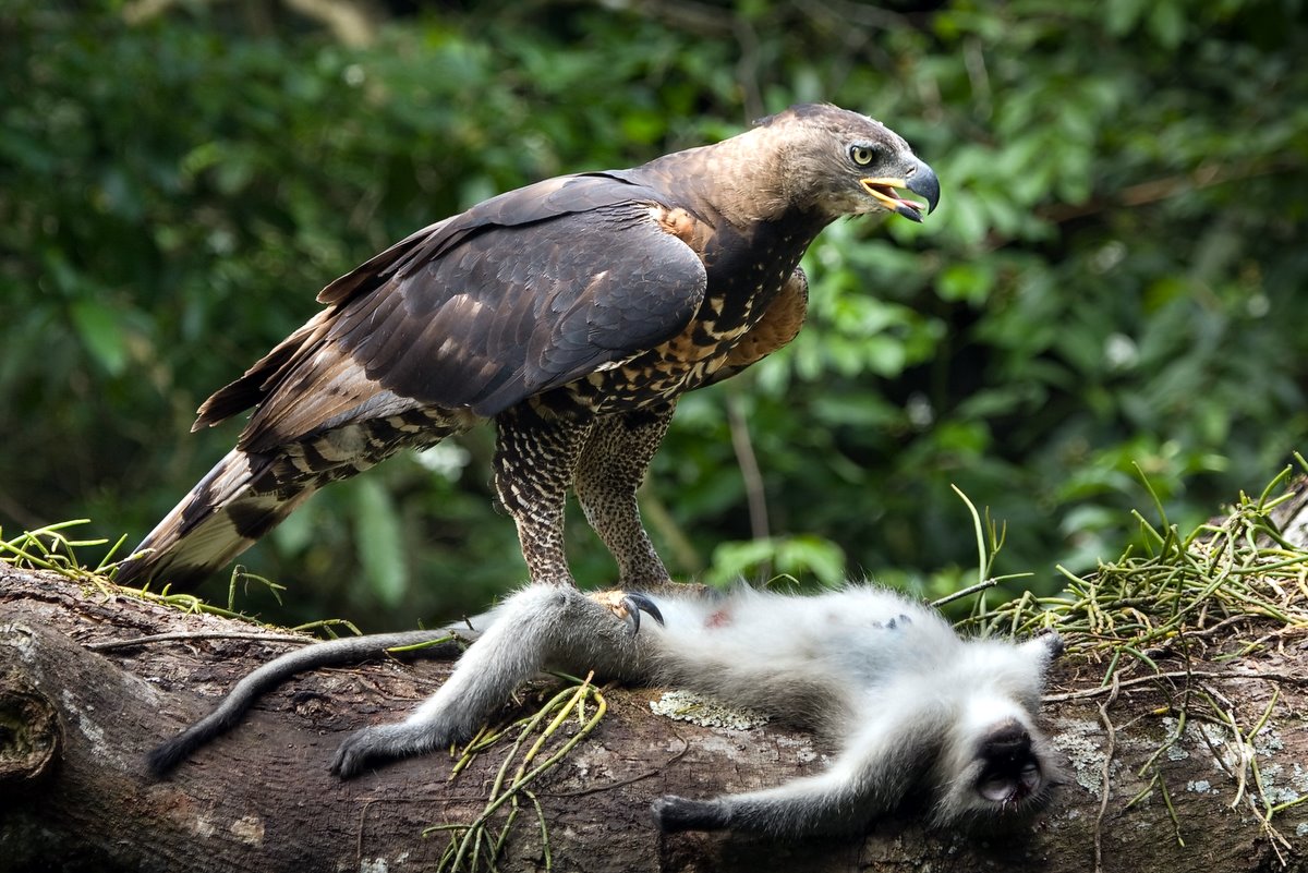 Aigle couronné avec proie Singe Vervet