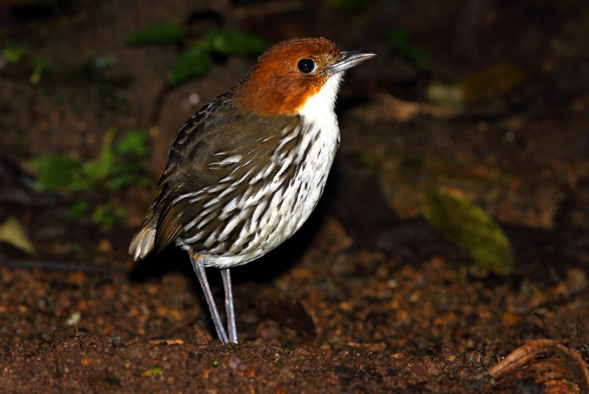 Antpitta coronada de castaño fotografiada en Río Blanco por Adam Riley