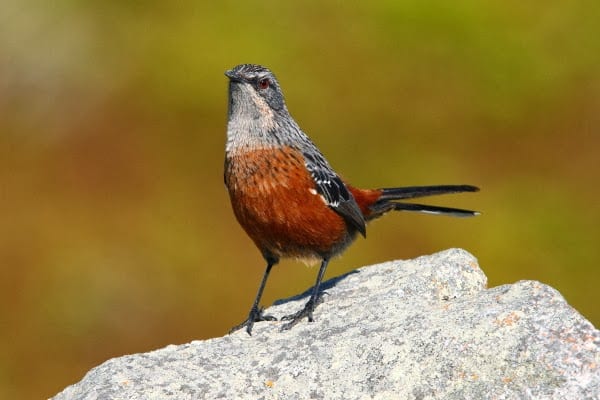 cabo-rockjumper-rooiels-sa-ar-65