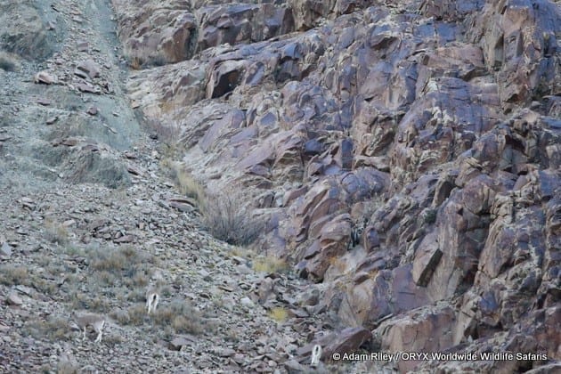 Snow Leopard hunt
