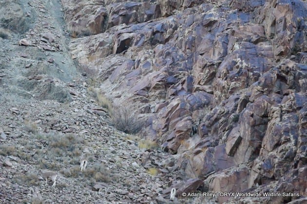 Chasse au léopard des neiges