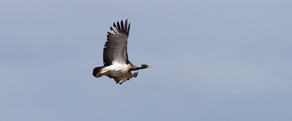 Ludwigs bustard av Adam Riley