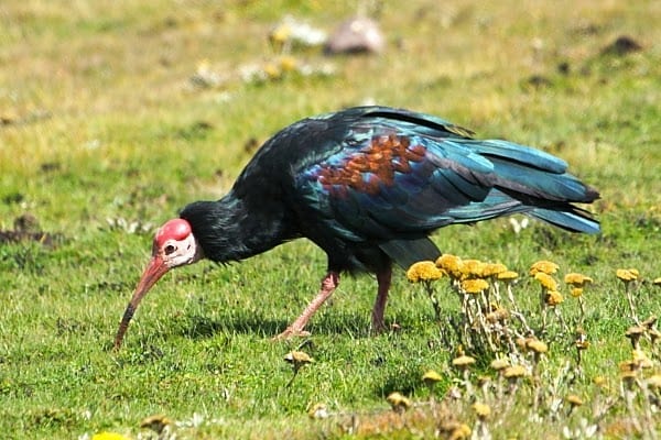 10. Ibis-Southern-Bald-Sani-Pass-Les-AR-14