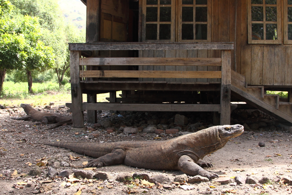 Les dragons de Komodo se rassemblent autour de la cuisine du personnel du siège du parc où ils sont attirés par les odeurs des repas en préparation. Image d&#39;Adam Riley 