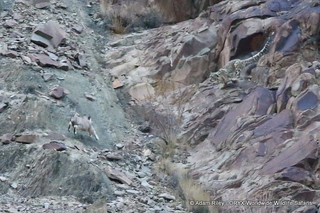 Snow Leopard hunt