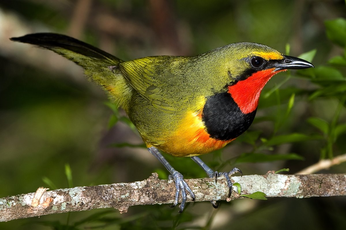 Four-coloured Bushshrike