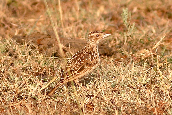 Liben (Sidamo) Lark by Markus Lilje