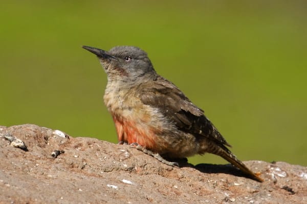 11. woodpecker-ground-sani-pass-sa-ar-5