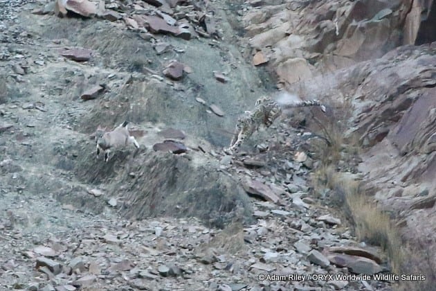 Chasse au léopard des neiges