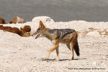 Sjakal, sortrygget Etosha NP Namibia AR