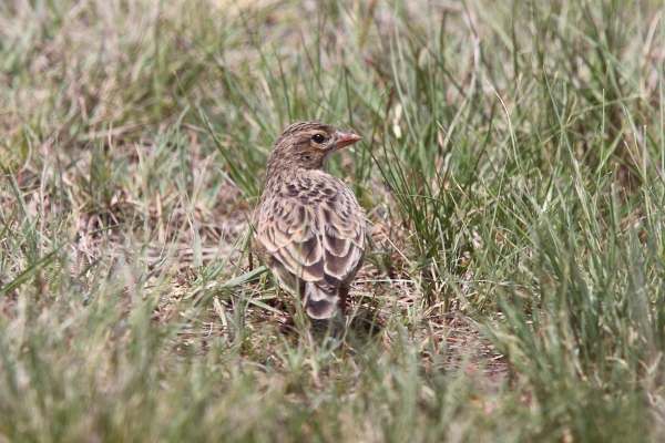 Botha's Lark by Adam Riley