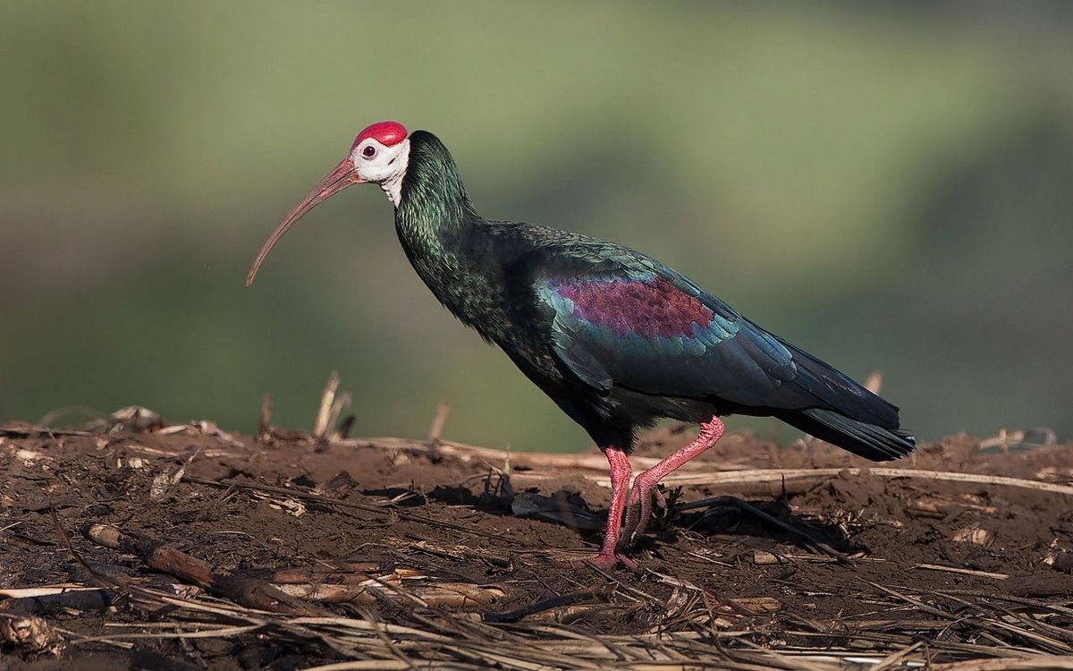 Ibis calvo del sur