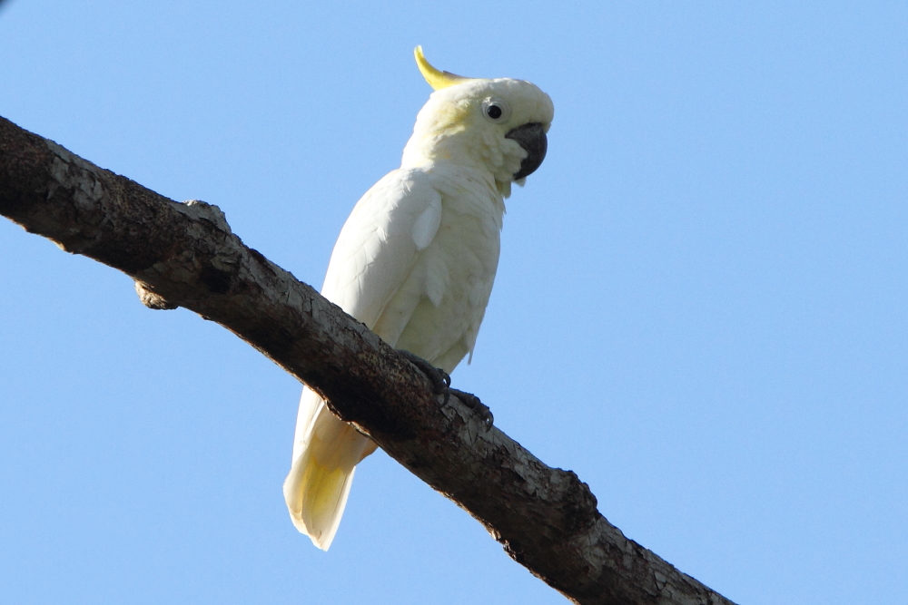 Le cacatoès à crête jaune, en danger critique d&#39;extinction, est l&#39;oiseau clé de Komodo et on ne le trouve nulle part aussi facilement que sur cette île. Les cacatoès appartiennent à une famille d&#39;oiseaux avec une forte présence d&#39;Australasie 